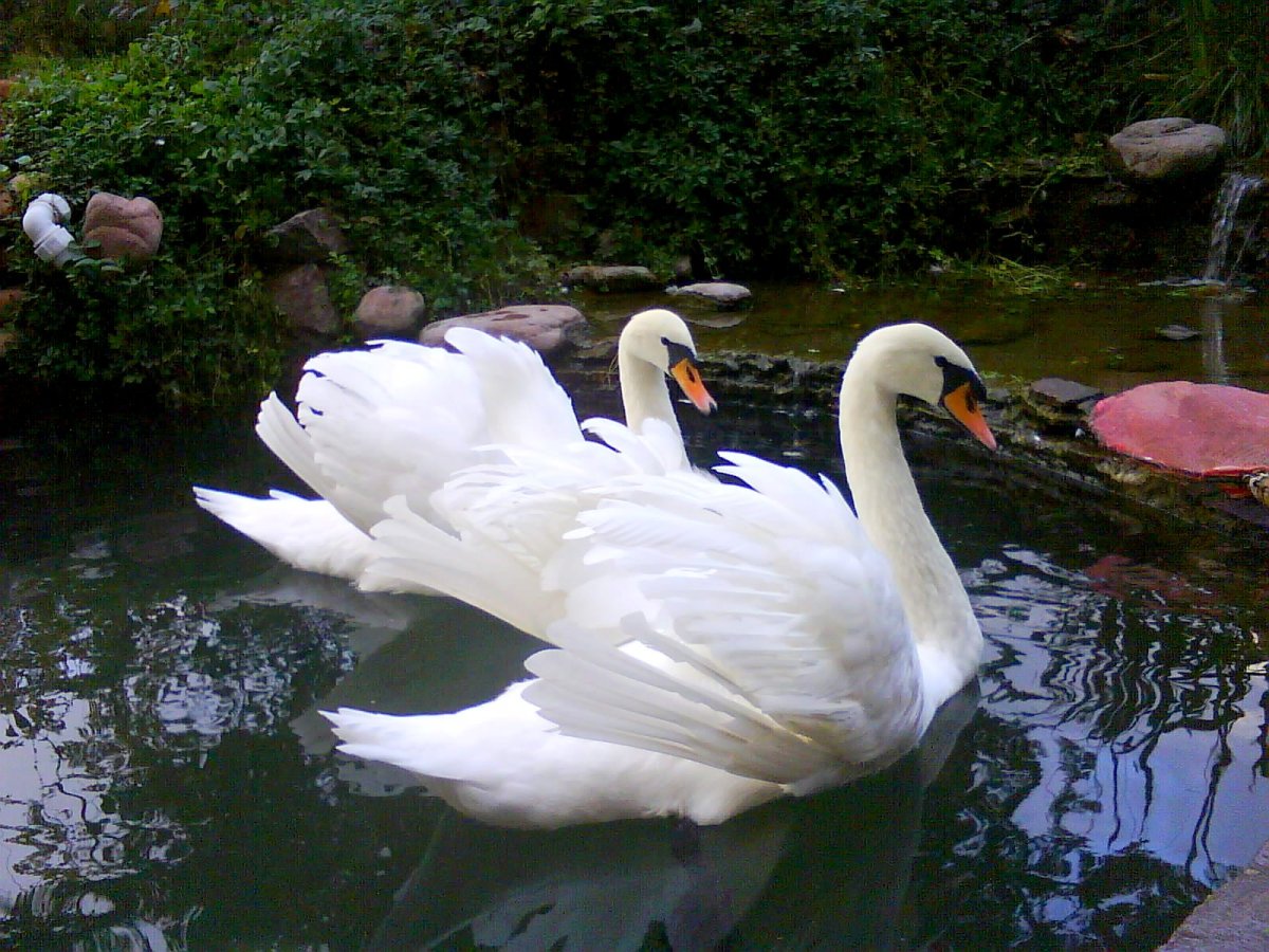 Лебеди фото красивые