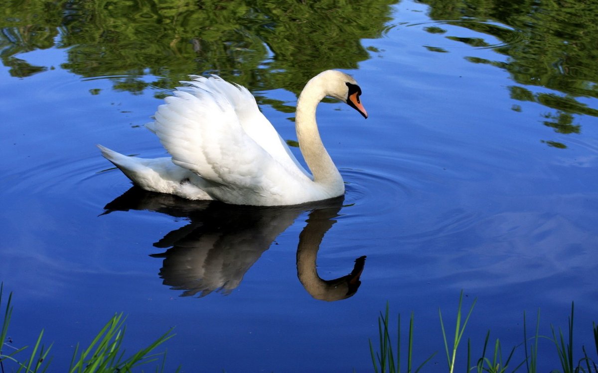 Лебеди на рабочий стол