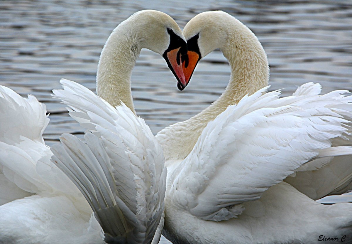 Лебеди фото красивые