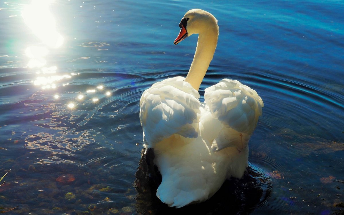 Лебедь на воде
