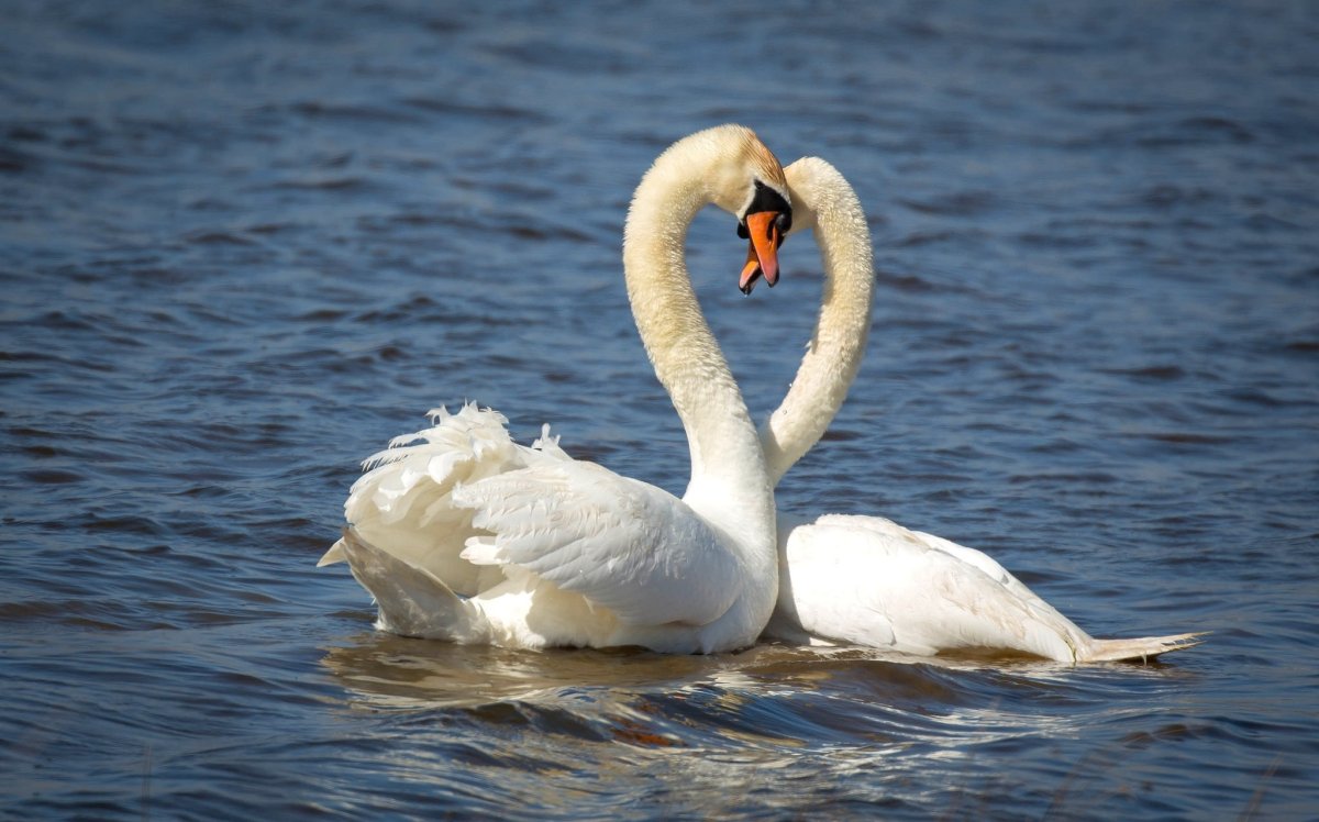Лебеди на рабочий стол