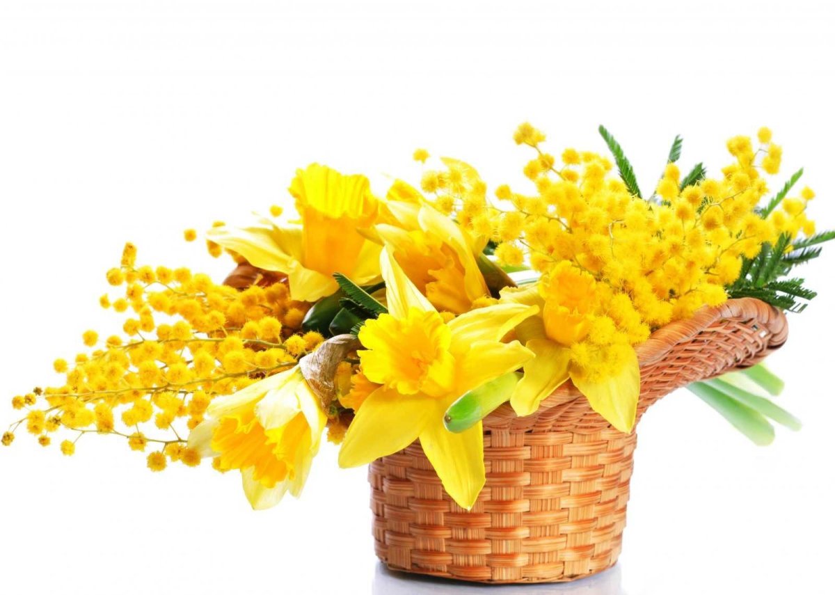 Ветка мимозы открытка