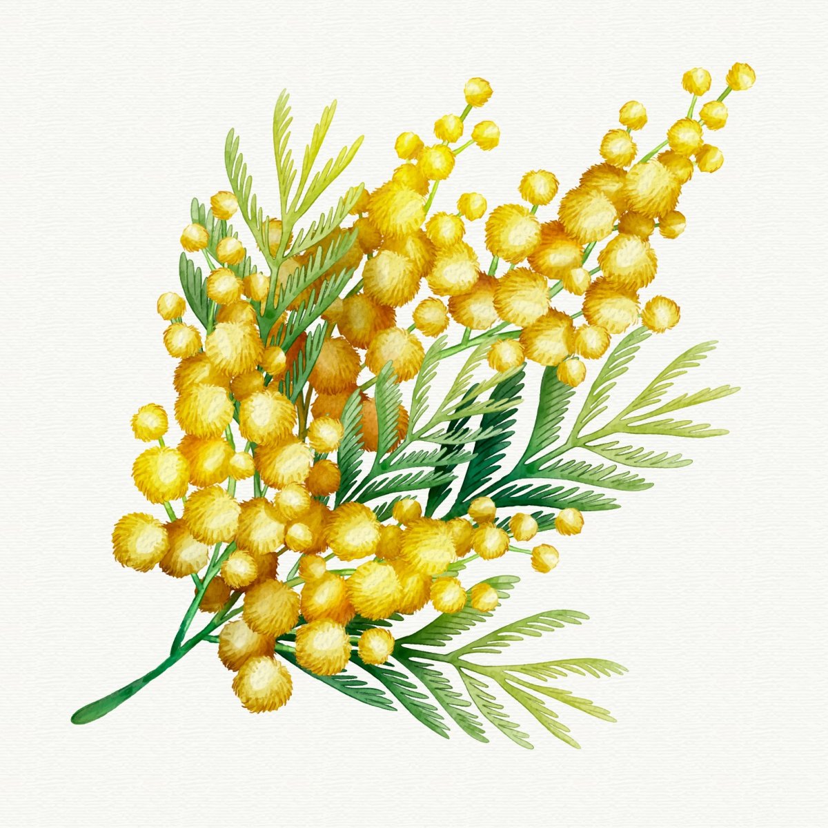 Мимоза цветок на 8 марта