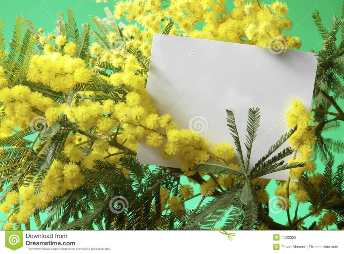 Perris Monte Carlo Mimosa Tanneron