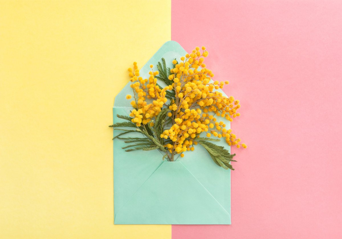 Мимоза в Сибири