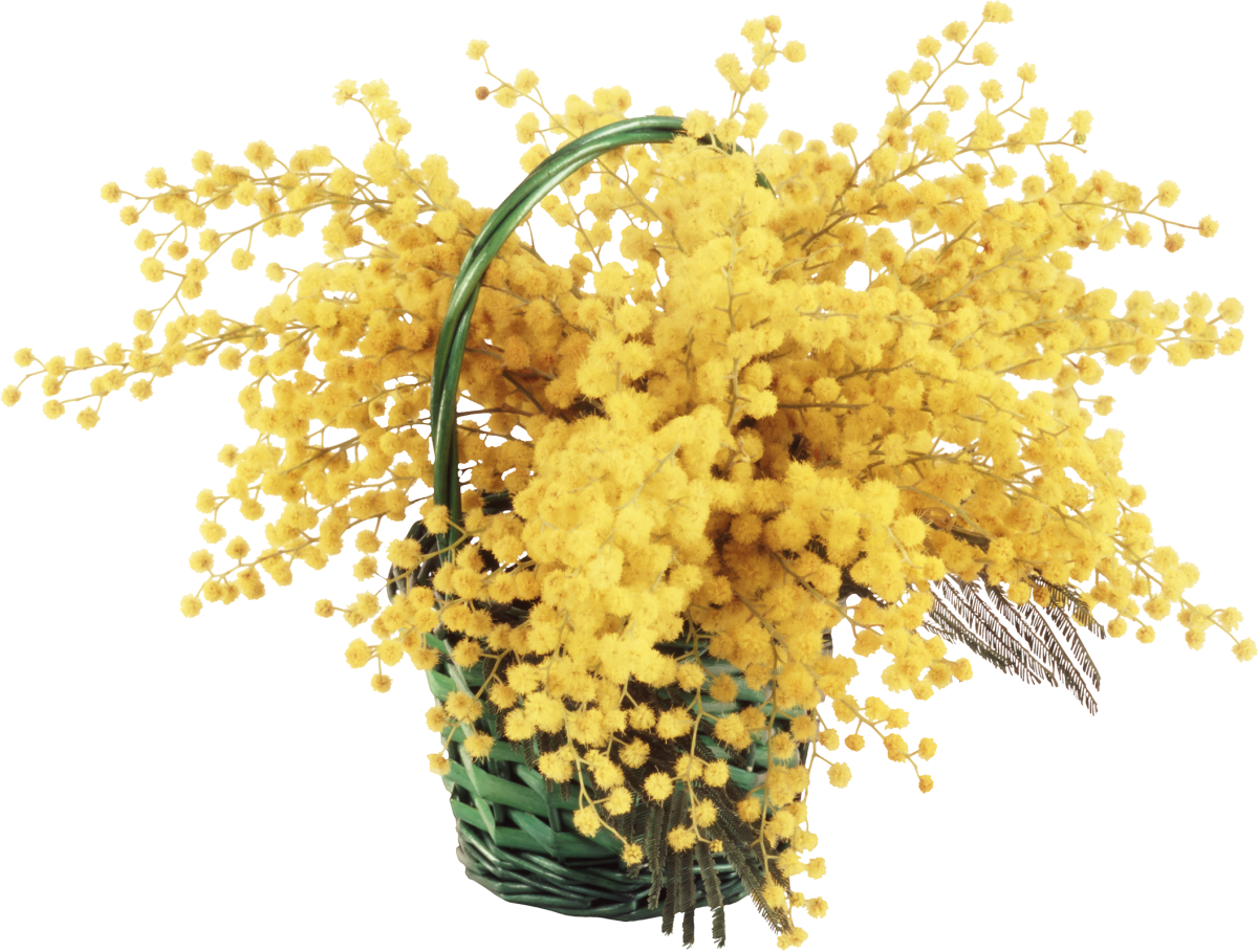 День мимозы 14 марта