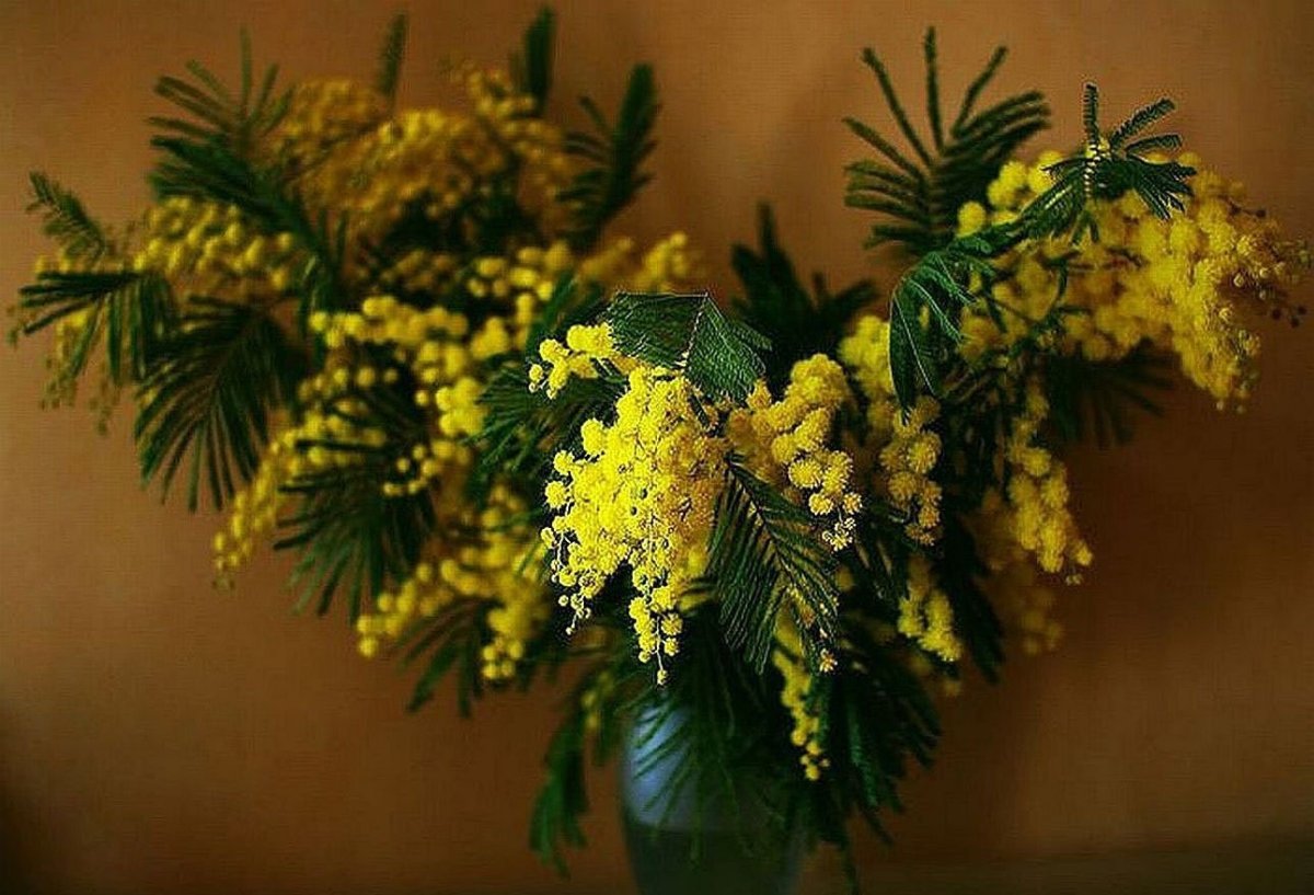 Мимоза белая