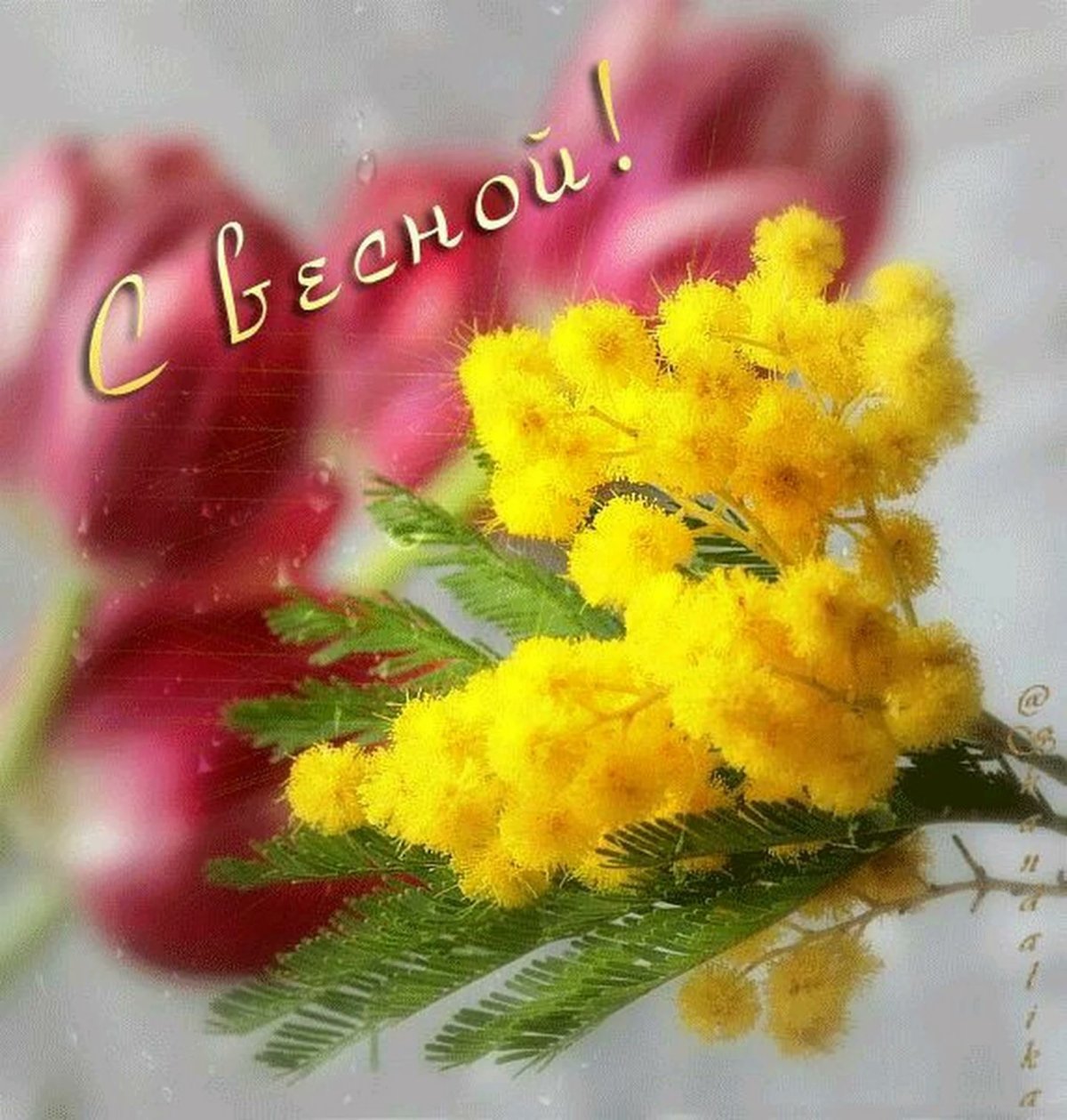 Мимоза акварелью