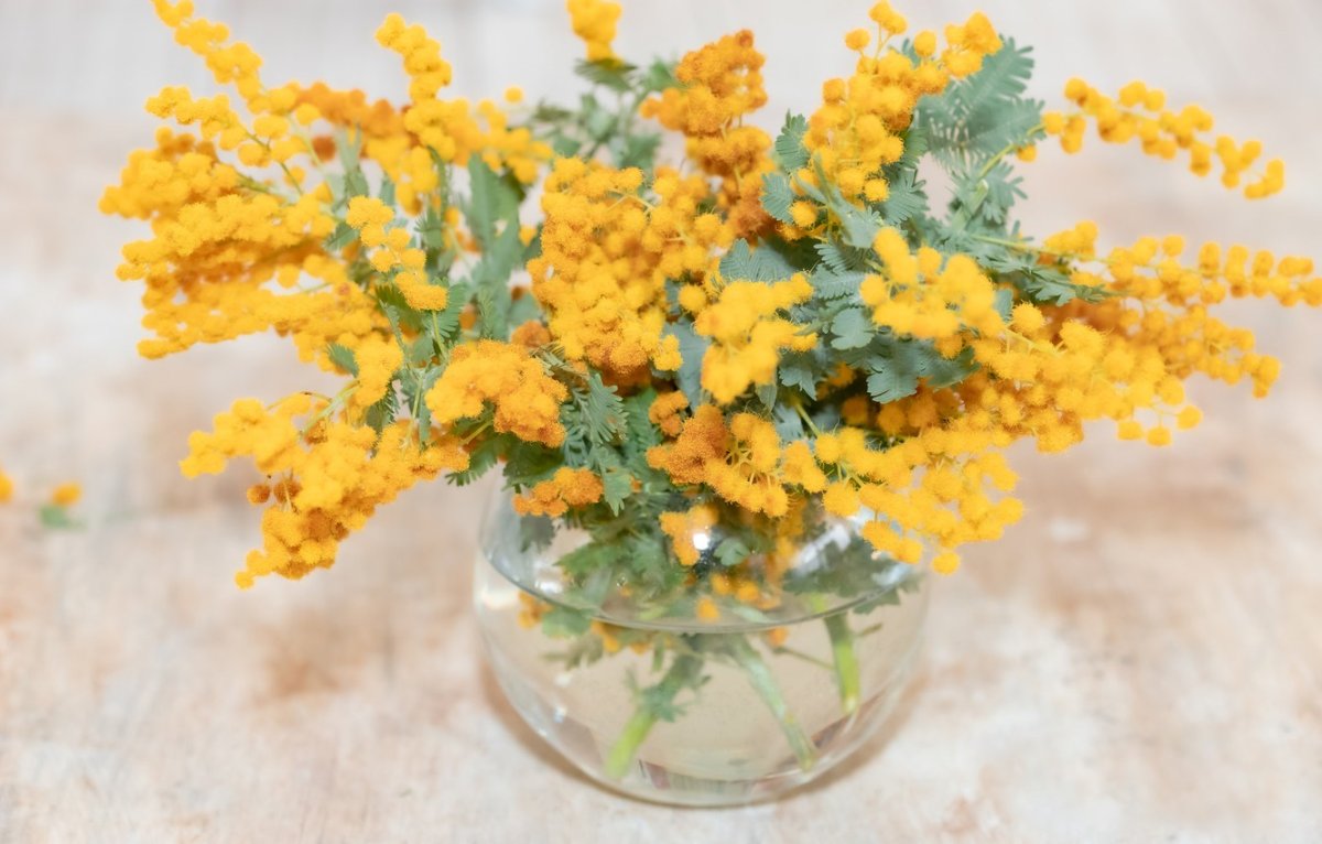 День мимозы