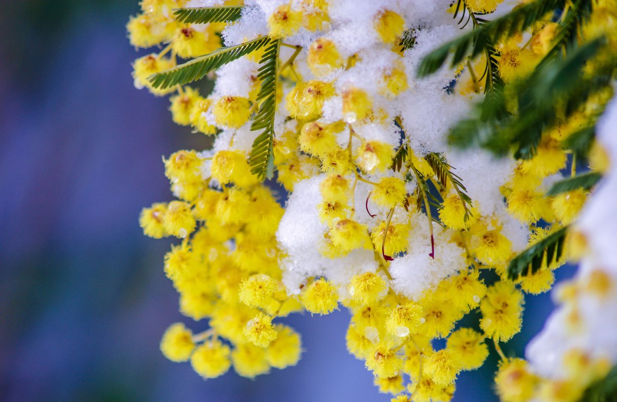 Мимоза в стеклянной вазе