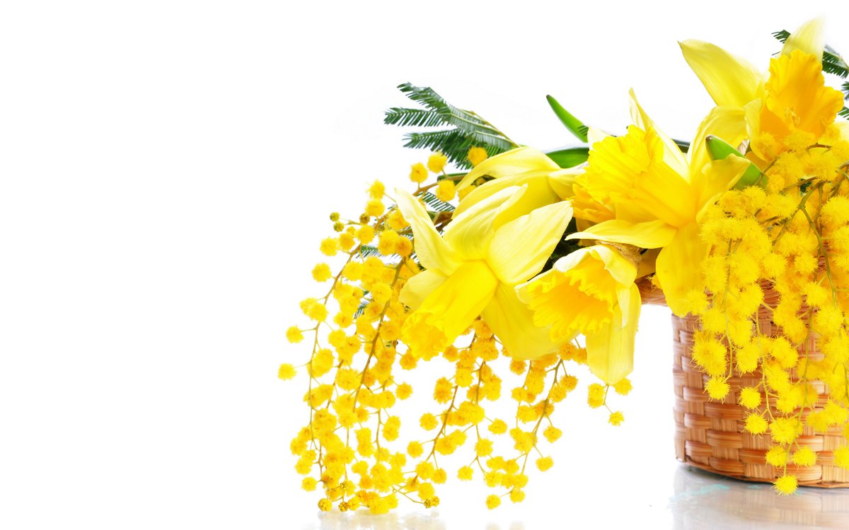 Мимоза фото