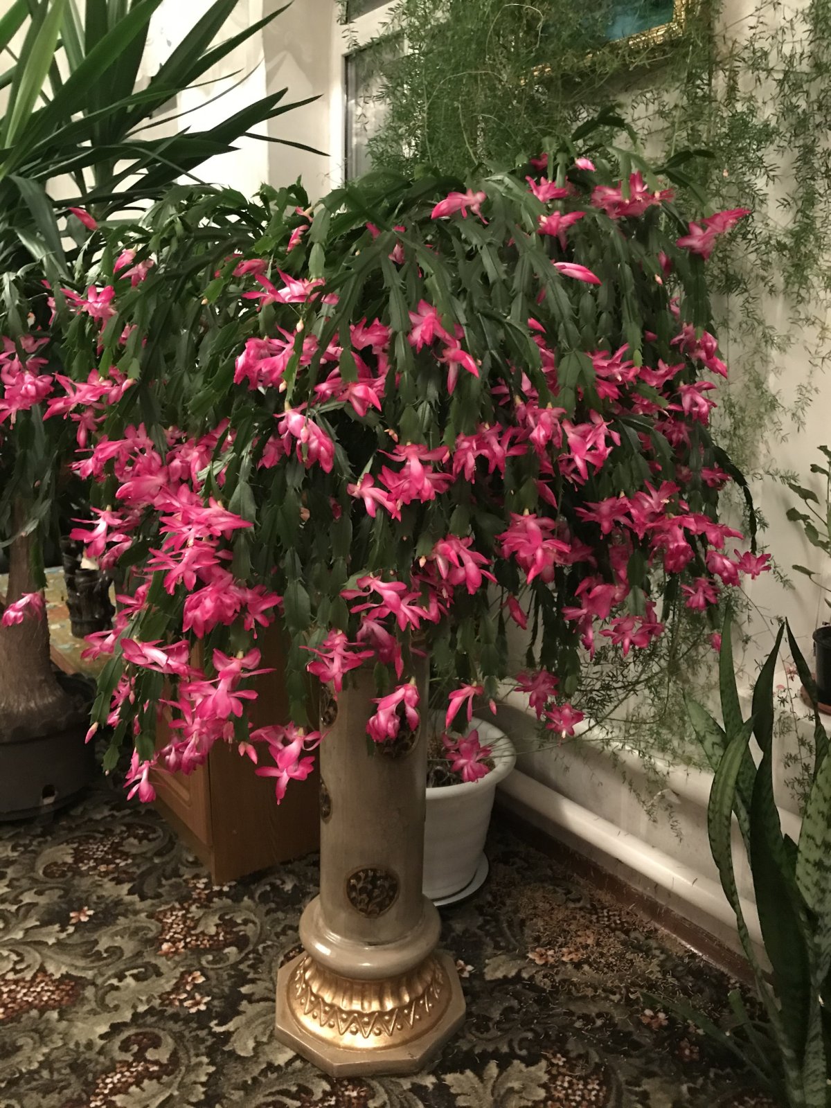 Цветок декабрист шлюмбергера