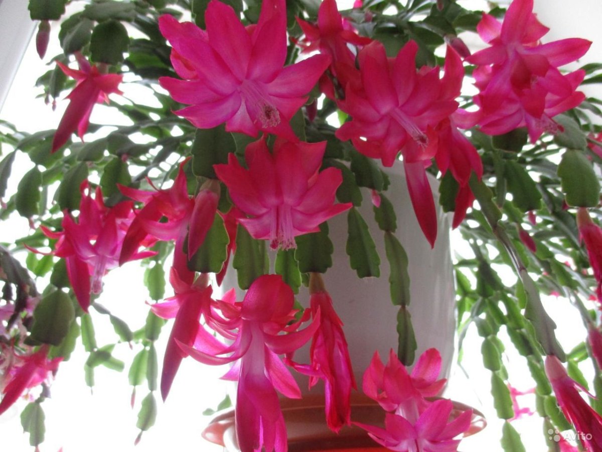 Шлюмбергера эпифиллум Зигокактус