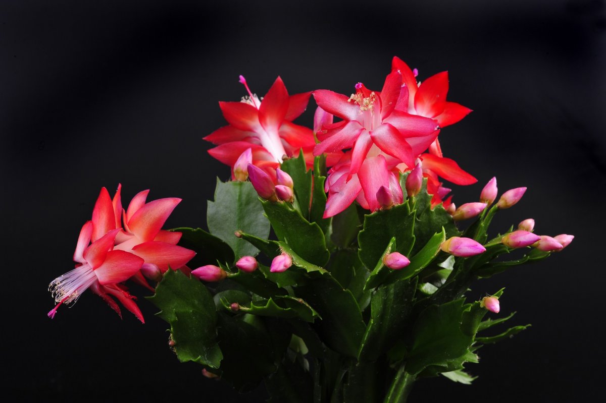 Зигокактус рождественник