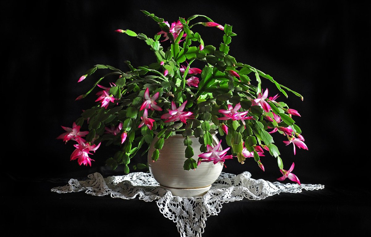 Зигокактус шлюмбергера