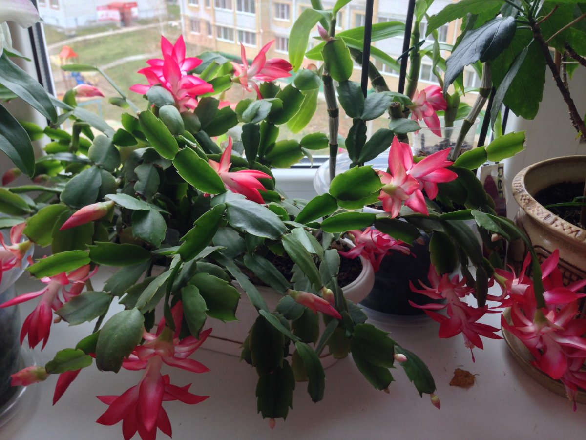 Опунция Зигокактус