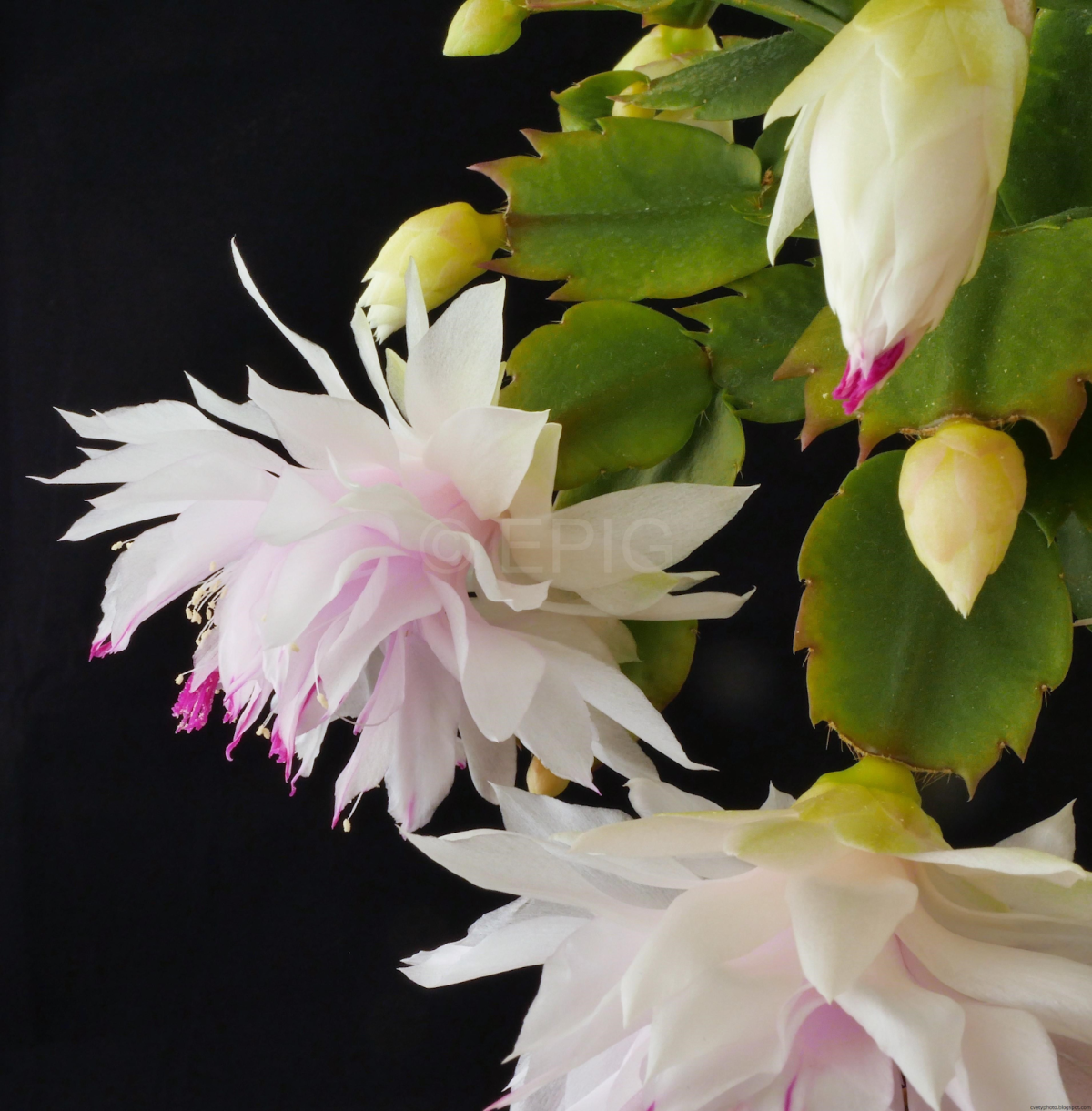 Декабрист шлюмбергера красный