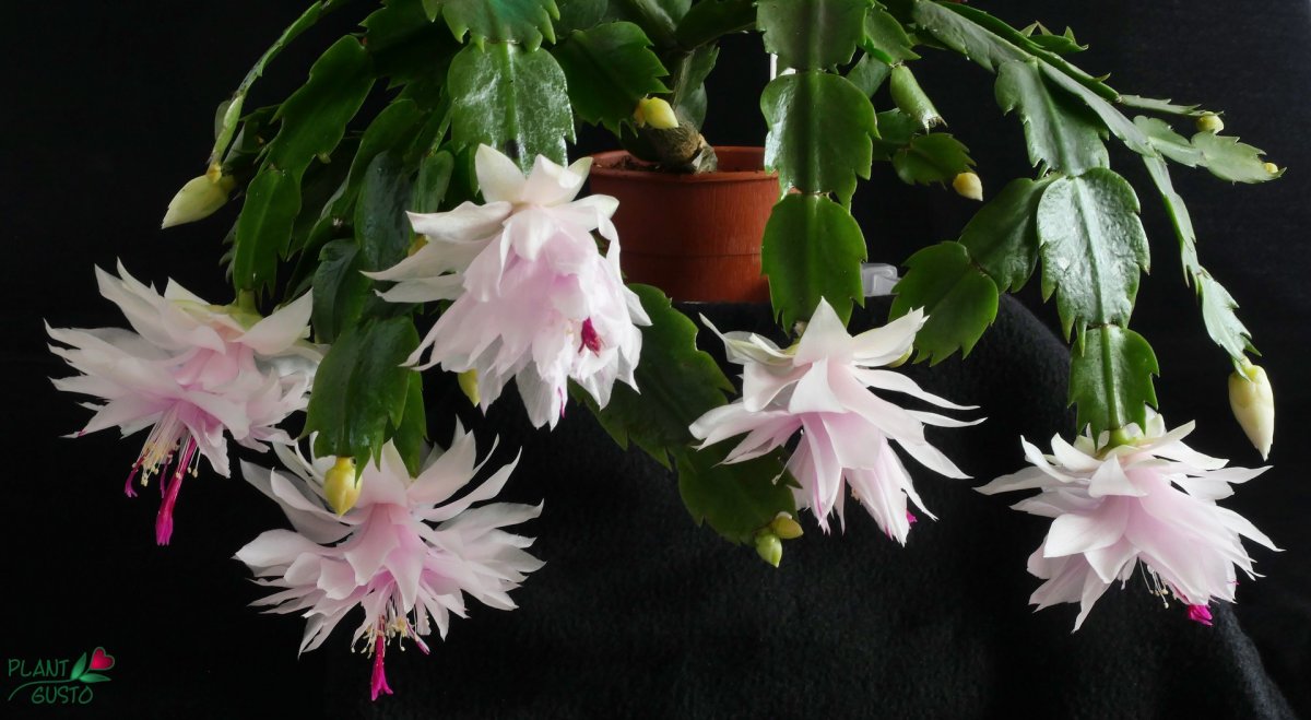 Шлюмбергера Starburst