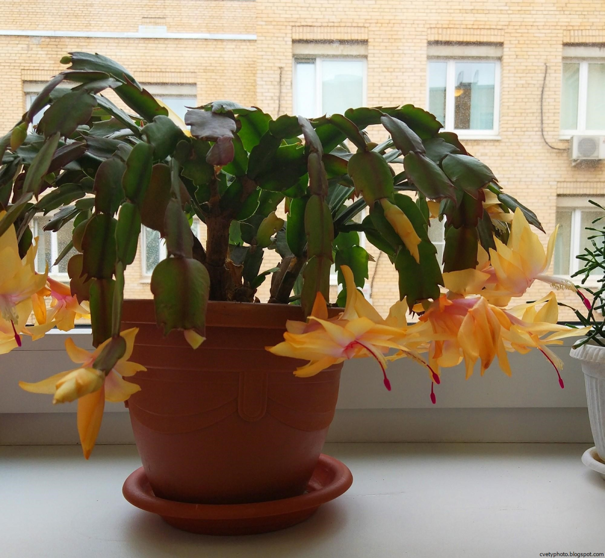 Зигокактус декабрист