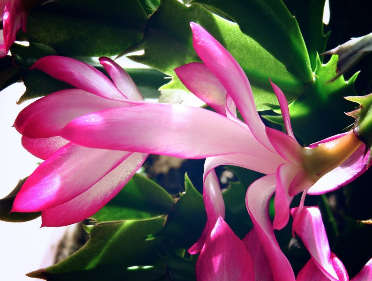 Союз спасения фильм 2019