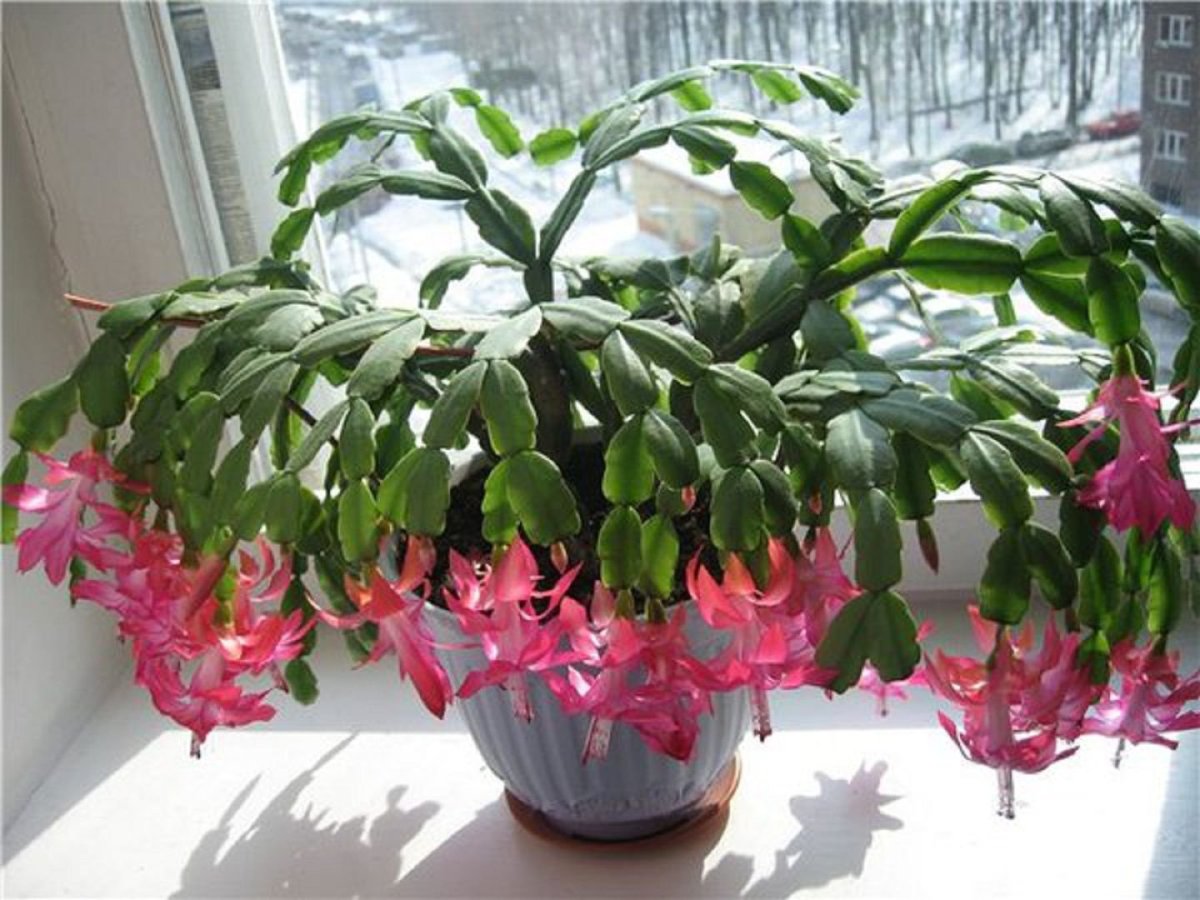 Зигокактус шлюмбергера