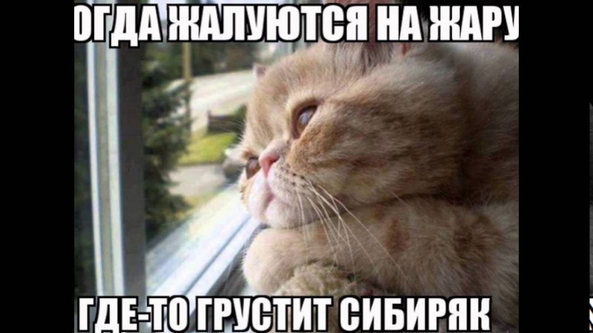 Шутки про жару