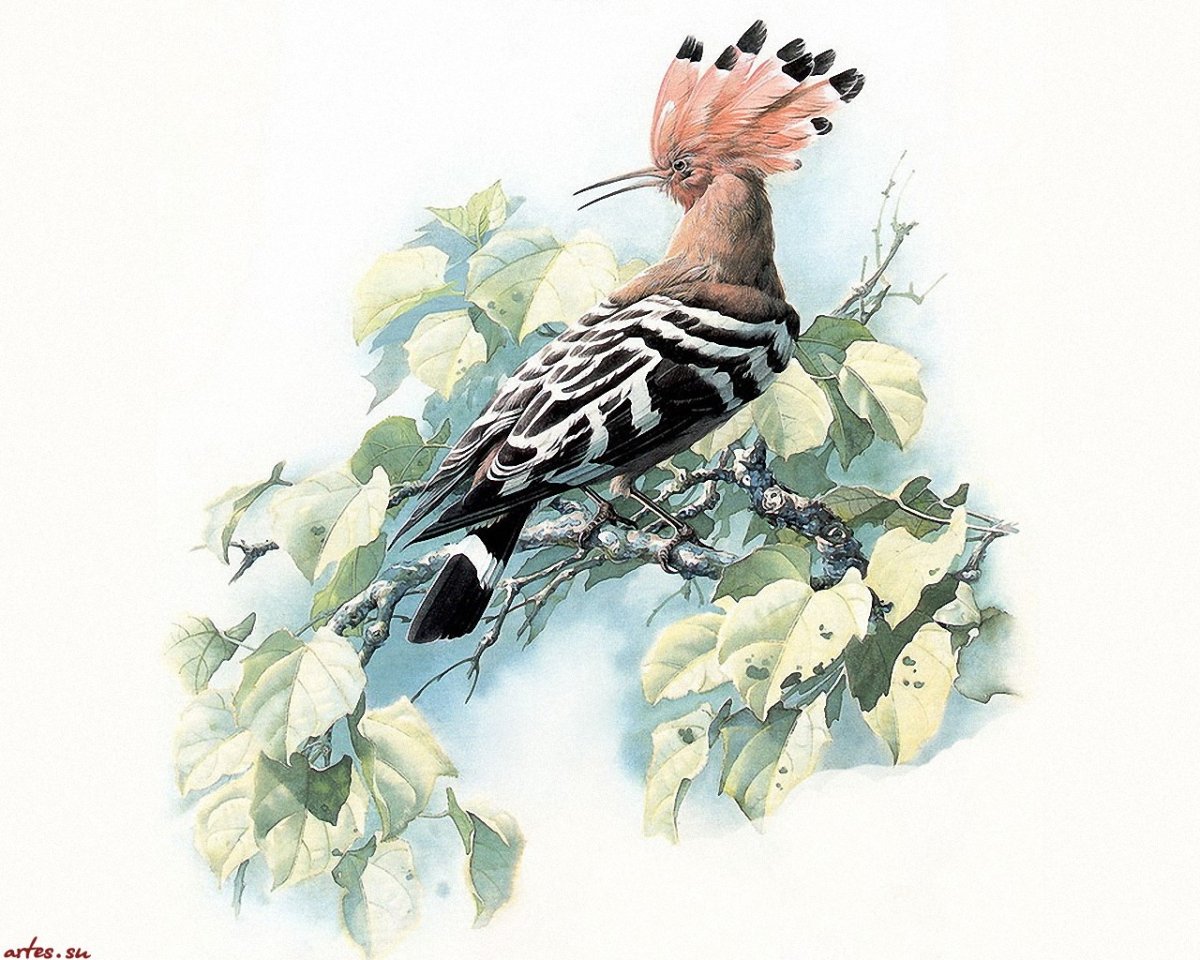 Удод картина