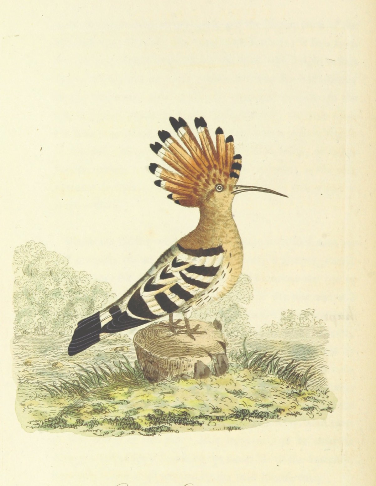 Птица Удод Египет