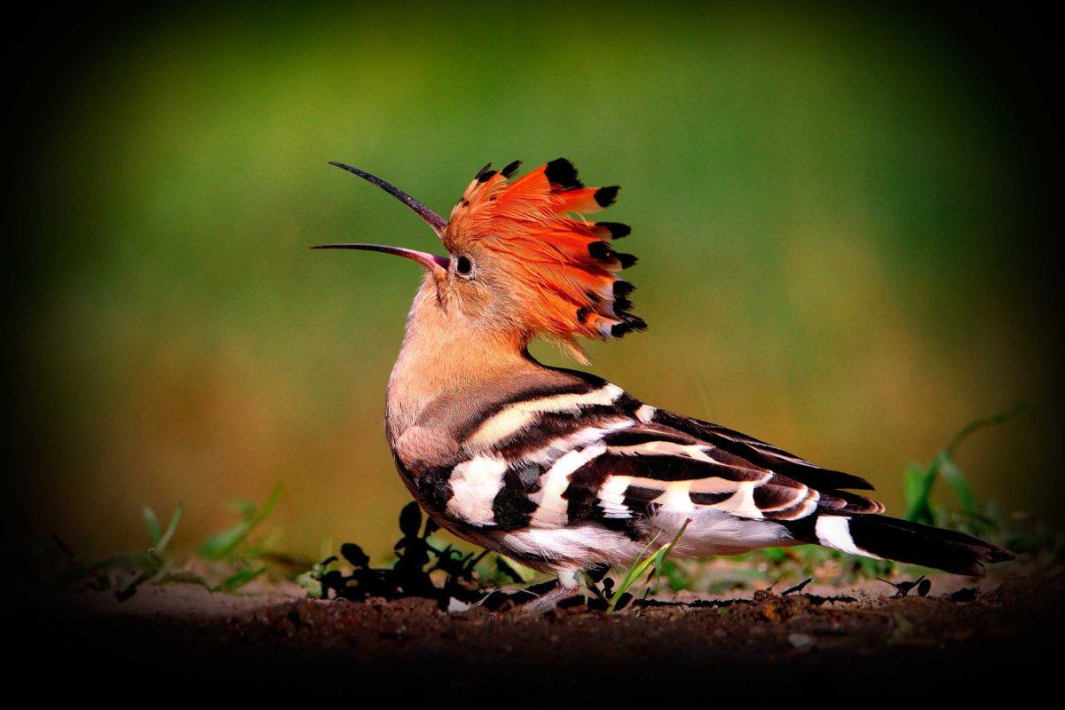 Мадагаскарский Удод