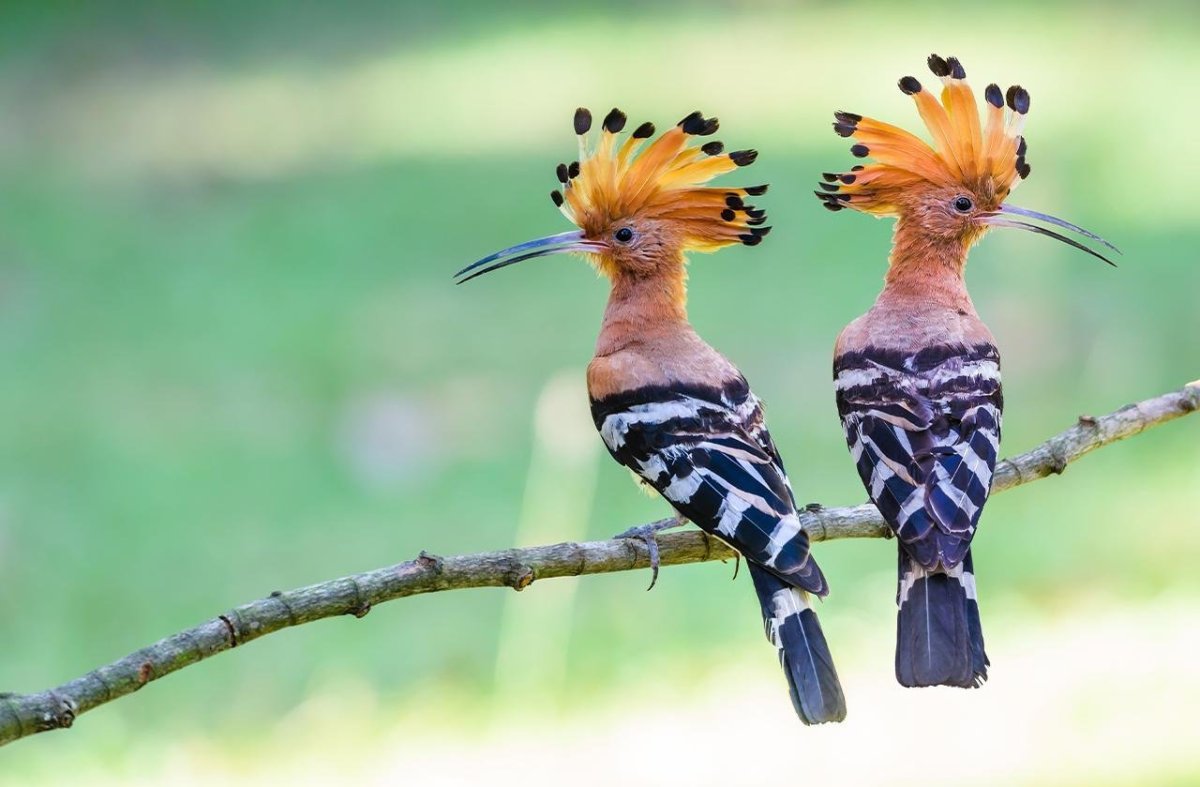 Удод – Национальная птица Израиля,