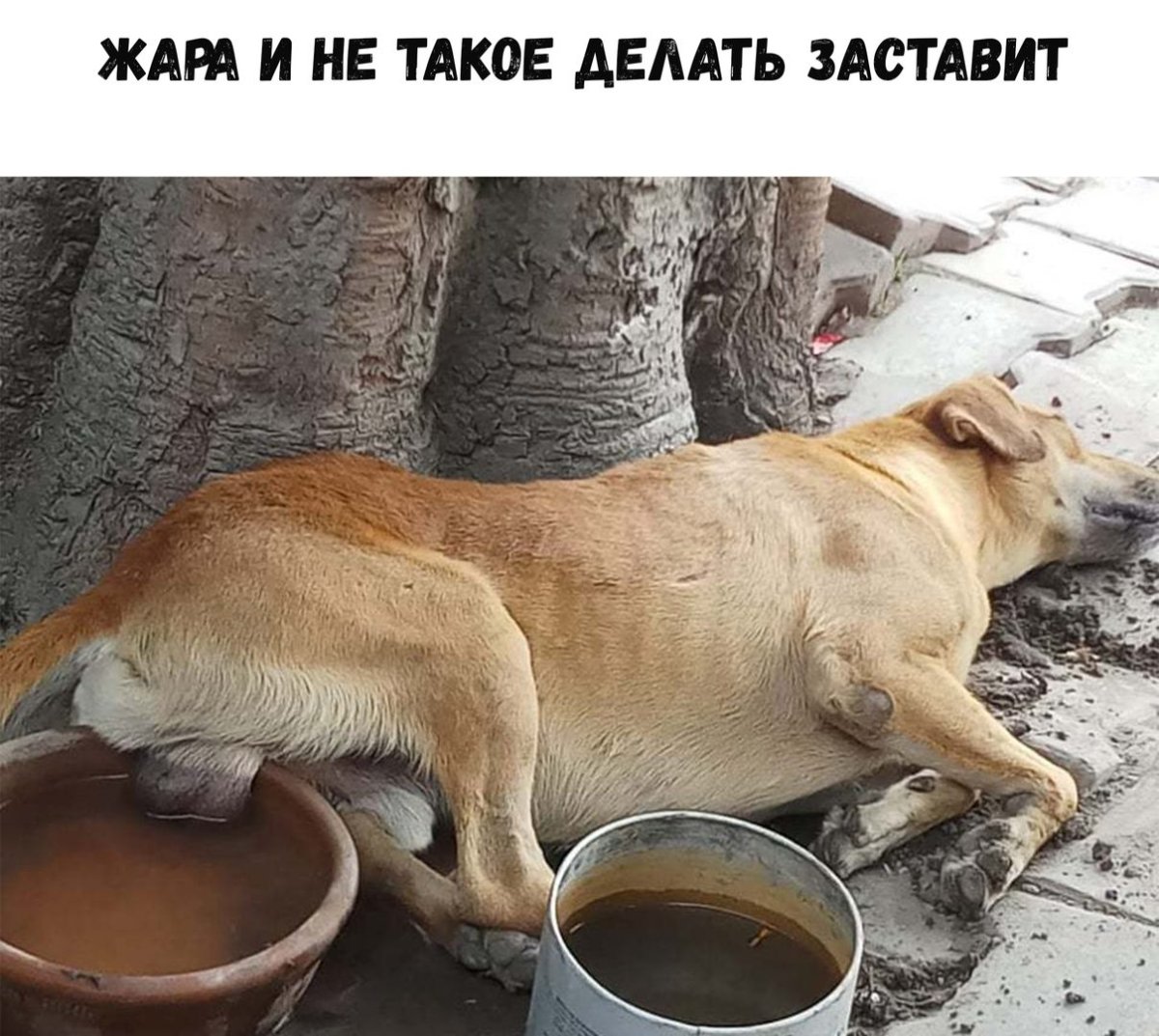Шутки о жаре