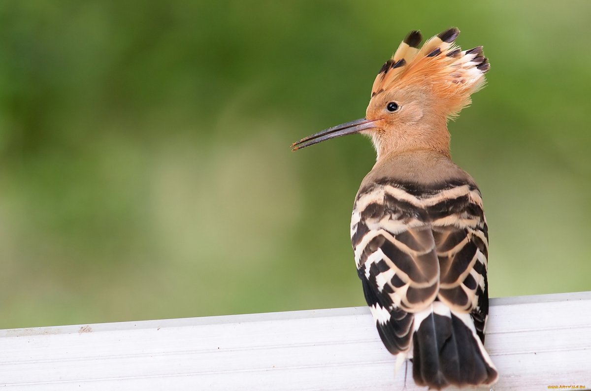 Ярославскаямобласть Удод