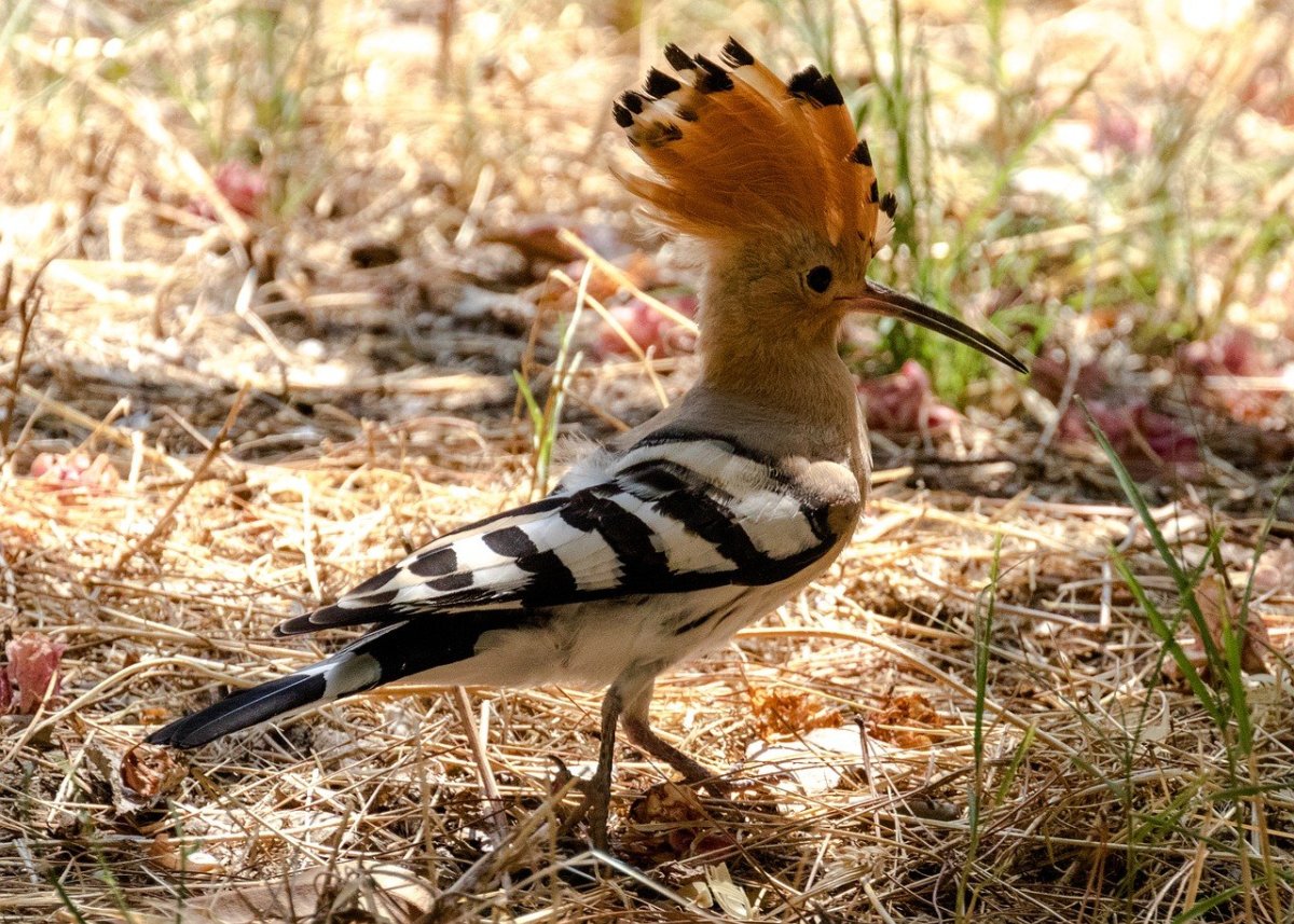 Удод медведка