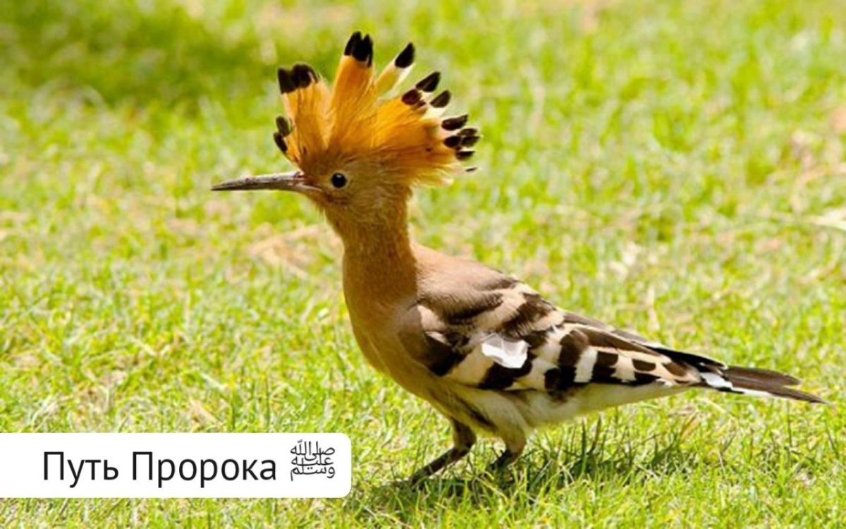 Синеголовый Удод