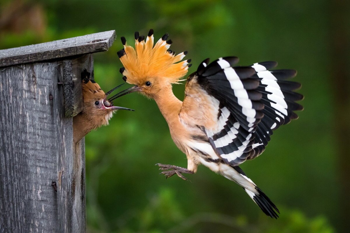 Удод птица птенец