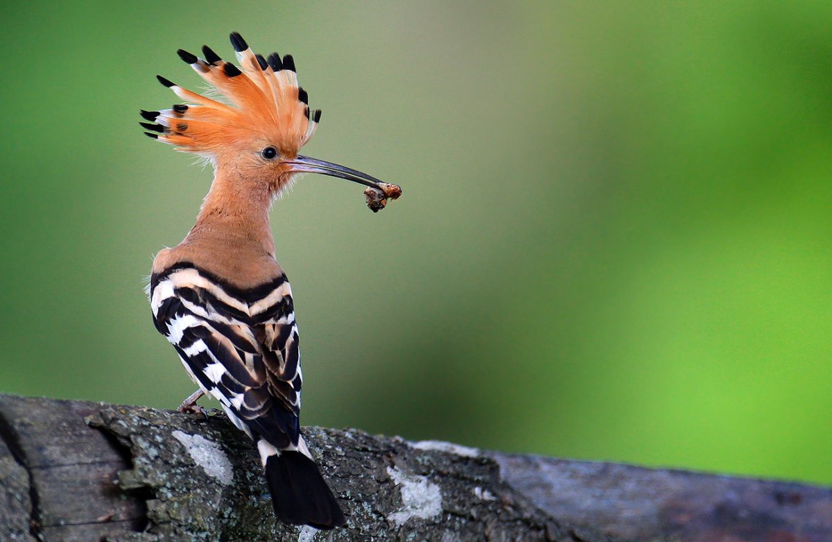 Мадагаскарский Удод