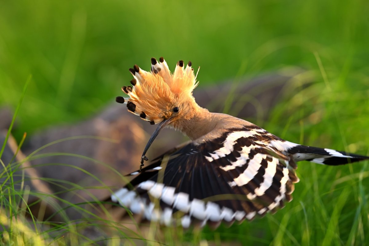 Удод Крымский