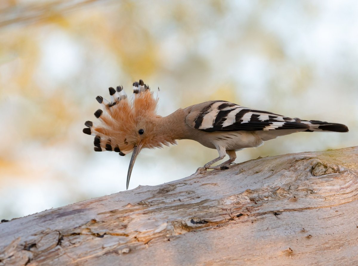 Удод Upupa Epops Linnaeus, 1758