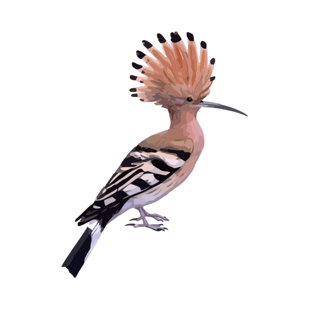 Удод рисунок