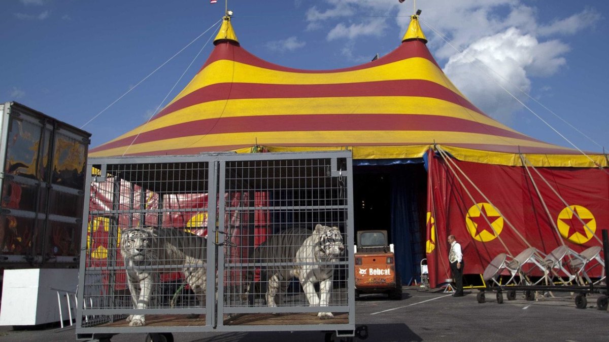 Передвижной цирк