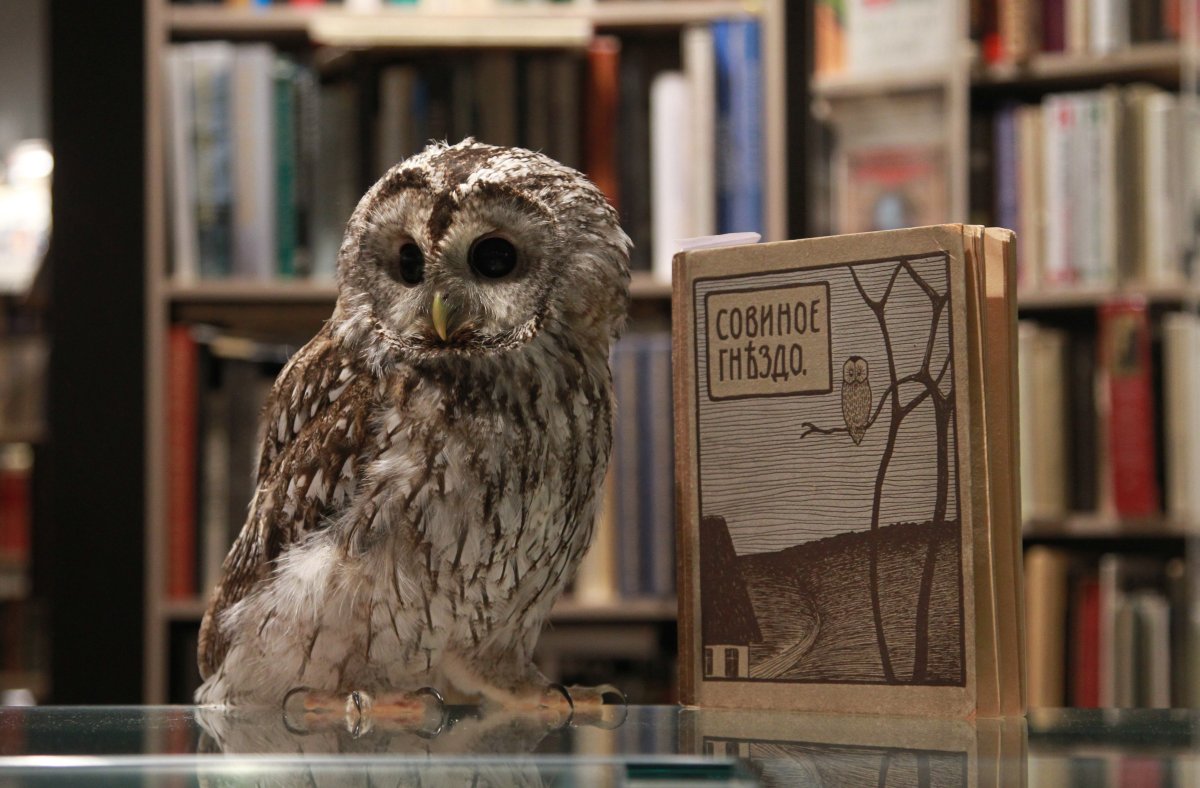Сова с книгой