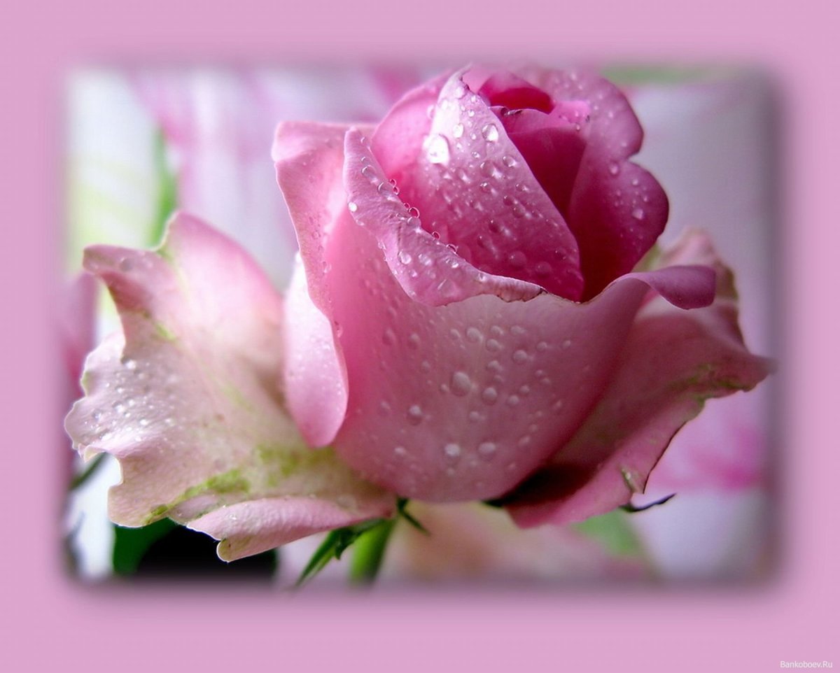 С днём рождения Тамара