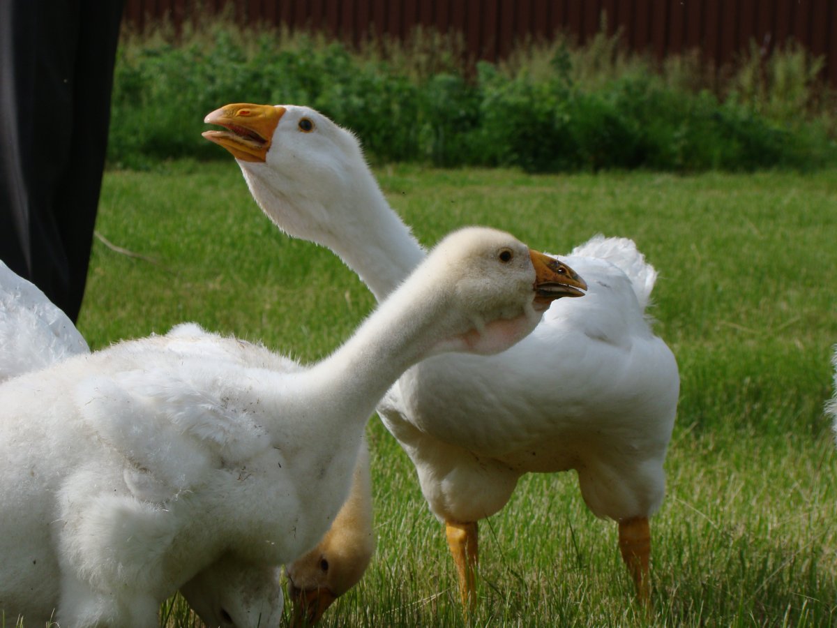 Гуси для декупажа