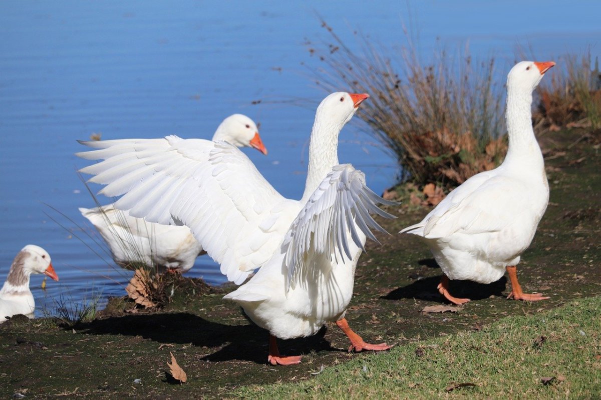 Картина гуси