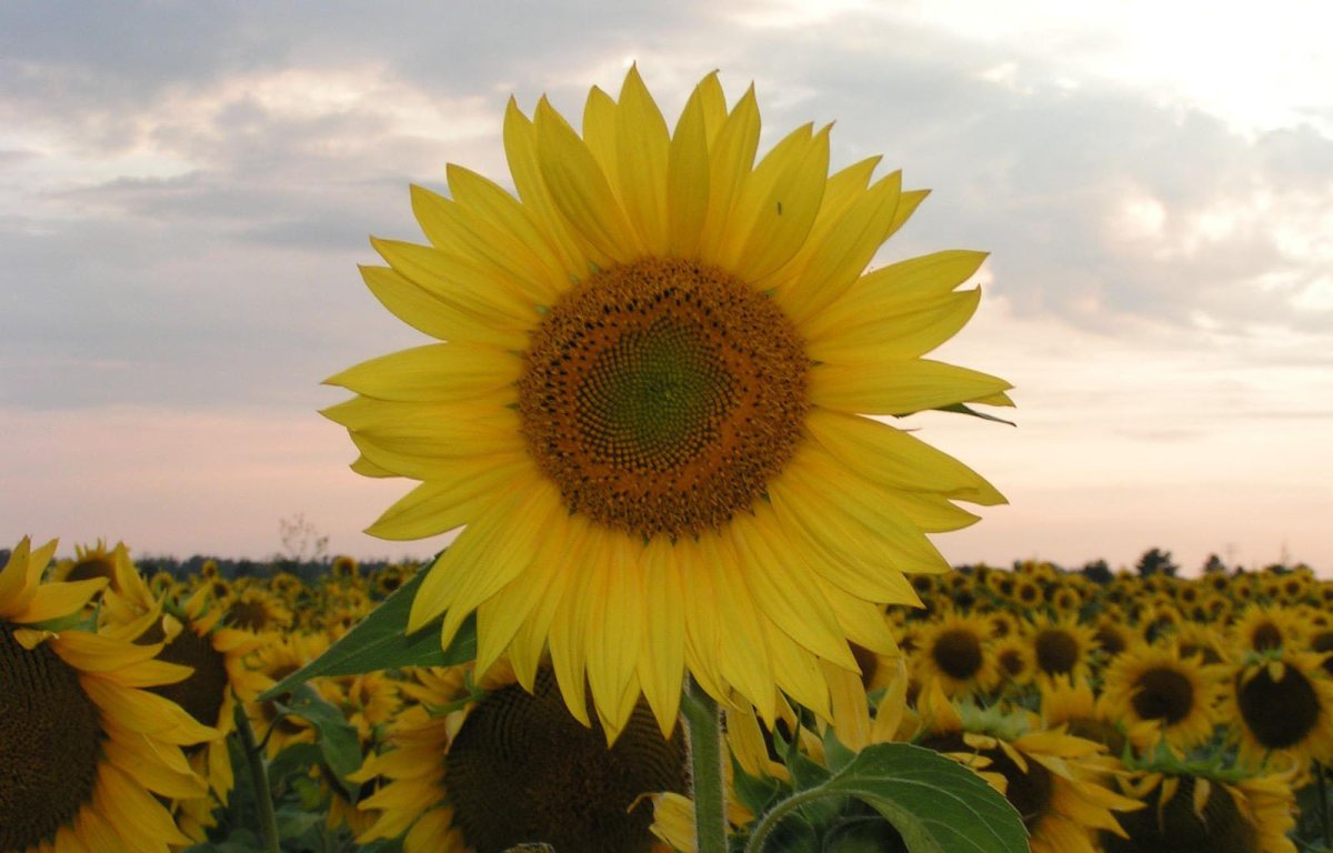 Подсолнечник культурный