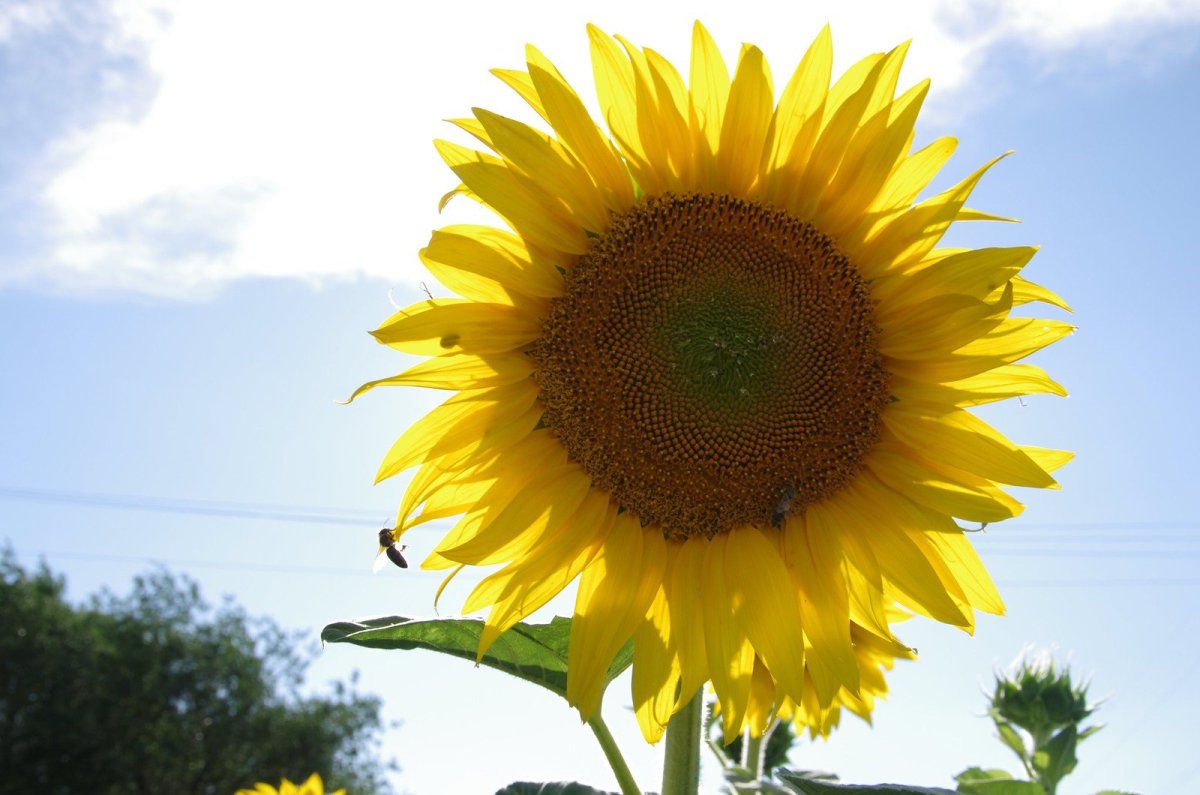 Родина подсолнуха Северная Америка