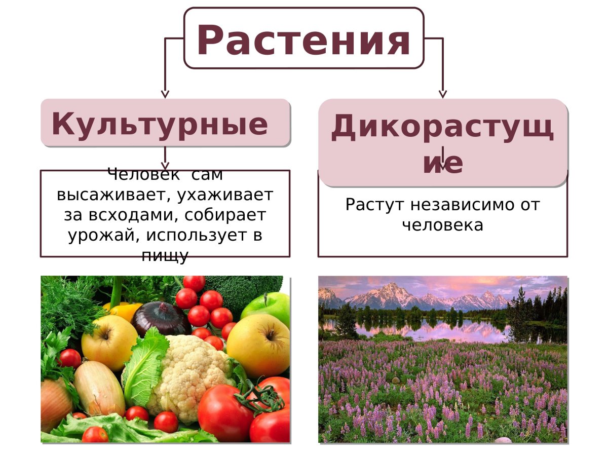 Сельскохозяйственные культурные растения
