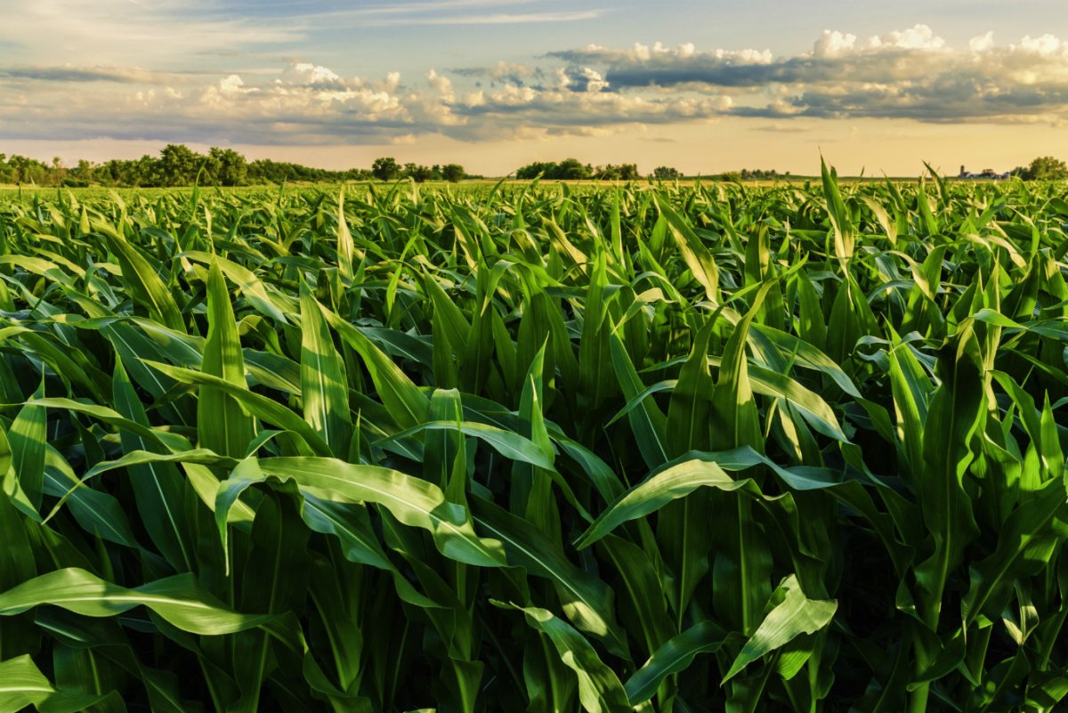 Иллинойс кукурузные поля