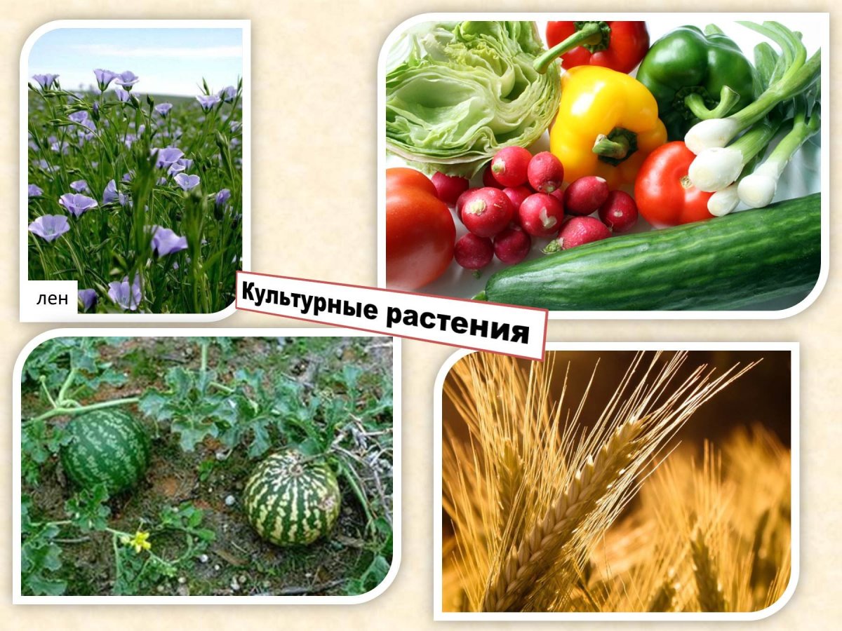 Культурные растения