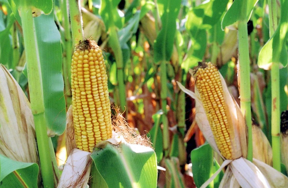 Культуры рослин